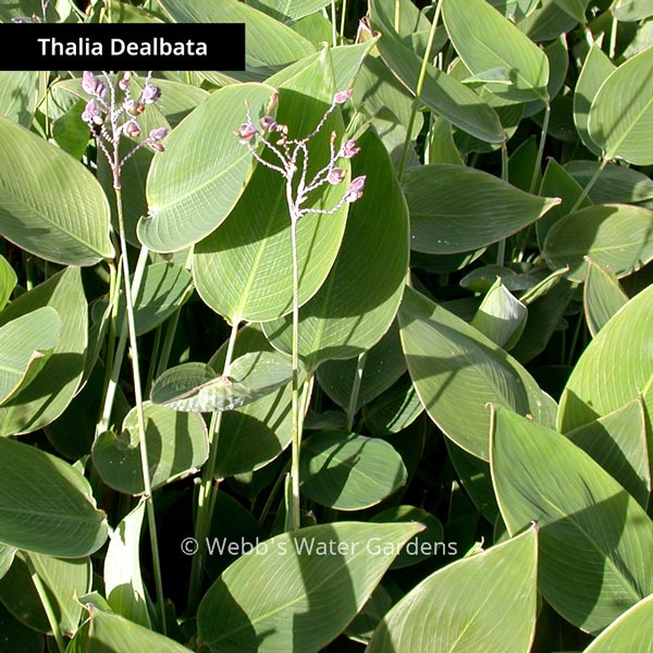 Thalia - Shallow Water Plant (Bare Root)