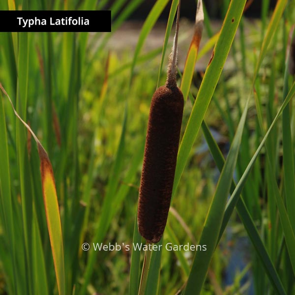 Typha 'Cattail' for Shallow Water (Bare Root)
