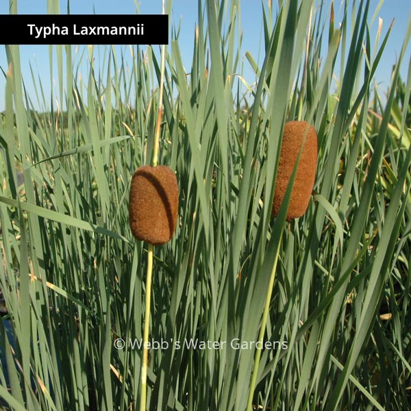 Typha 'Cattail' for Shallow Water (Bare Root)
