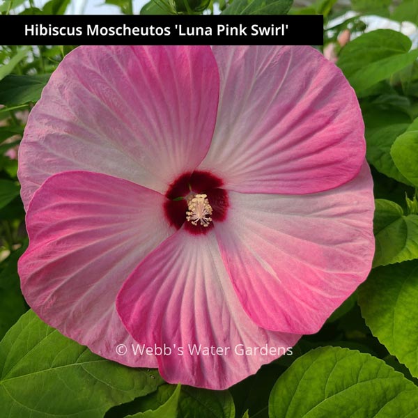 Hibiscus - Shallow Water Plants (Bare Root)