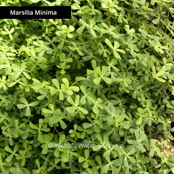 Water Clover - Shallow Water Plants (Bare Root)