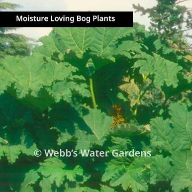 Gunnera Manicata - Moisture Loving Bog Plants (Bare Root)