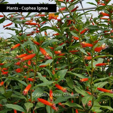 Cuphea Ignea 'Orange Firecracker/Cigar Plant' - Moisture Loving Bog Plants (Bare Root)