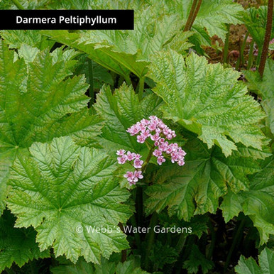 Darmera Peltiphyllum 'Indian Rhubarb' - Moisture Loving Bog Plants (Bare Root)