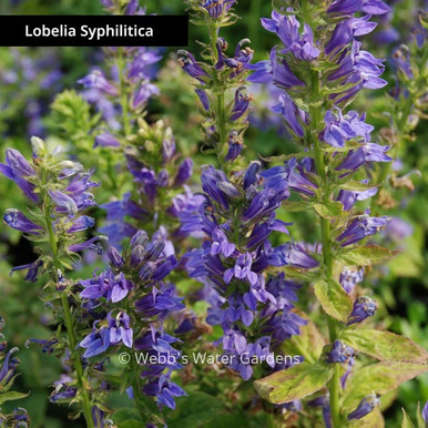 Lobelia Syphilitica 'Blue Lobelia - Moisture Loving Bog Plants (Bare Root)