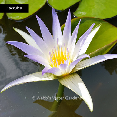 Caerulea - Day Blooming Tropical Lilies (Bare Root)