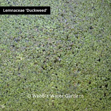 Lemnaceae 'Duckweed' - Floating Aquatic Plants