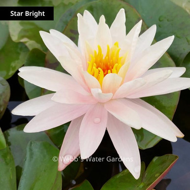 Pink Hardy Lilies (Bare Root Plants)