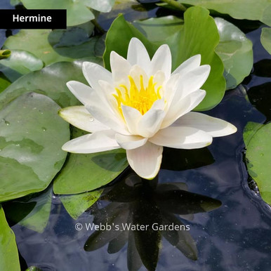 White Hardy Lilies (Bare Root)