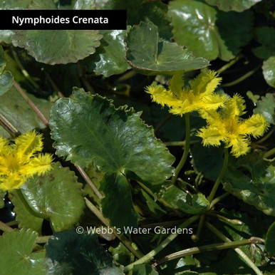 Nymphoides Crenata 'Ruffled Snowflake' - Lily-Like Aquatics (Bare Root)