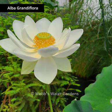 Alba Grandiflora - Lotus (Bare Root)