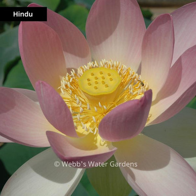 Hindu - Lotus (Bare Root)