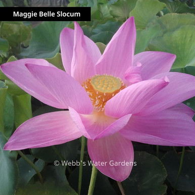 Maggie Belle Slocum - Lotus (Bare Root)