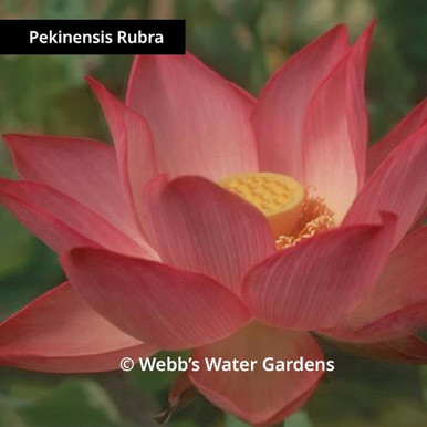 Pekinensis Rubra - Lotus (Bare Root)