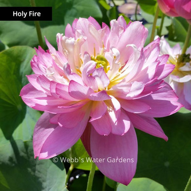 Holy Fire - Lotus (Bare Root)