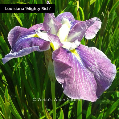Iris Louisiana - Shallow Water Plants (Bare Root)