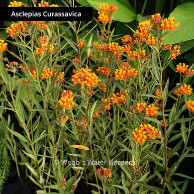 Asclepias Curassavica 'Mexican Butterfly' - Shallow Water Plants (Bare Root)