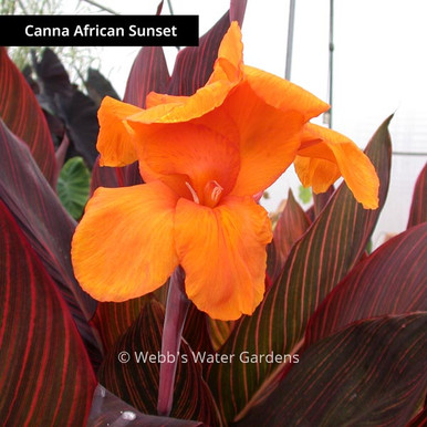 Canna African Sunset - Shallow Water Plants (Bare Root)