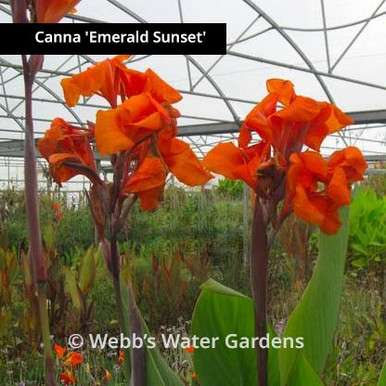 Canna 'Emerald Sunset' - Shallow Water Plants (Bare Root)