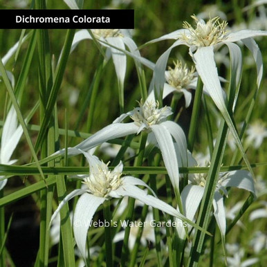 Dichromena 'Star Grass' - Shallow Water Plants (Bare Root)