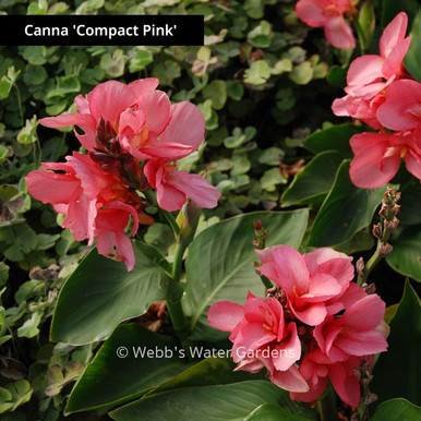 Canna 'Compact Pink' - Shallow Water Plants (Bare Root)