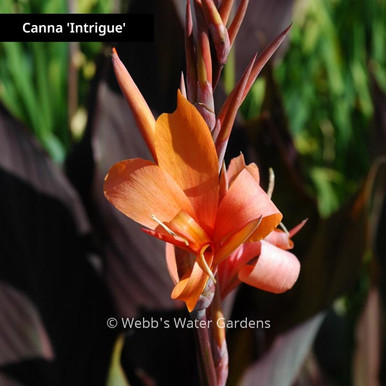 Canna 'Intrigue' - Shallow Water Plants (Bare Root)