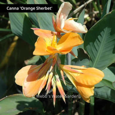 Canna 'Orange Sherbet' - Shallow Water Plants (Bare Root)