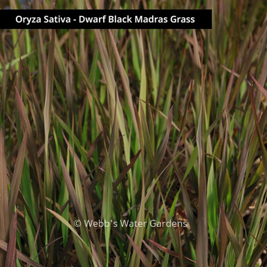 Oryza Sativa 'Dwarf Black Madras Grass' - Shallow Water Plants (Bare Root)