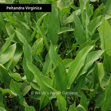 Peltandra Virginica 'Arrow Arum' - Shallow Water Plants (Bare Root)