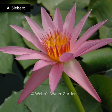 August Siebert - Day Blooming Tropical Lilies (Bare Root)