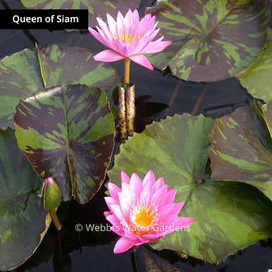 Queen of Siam - Day Blooming Tropical Lilies (Bare Root)