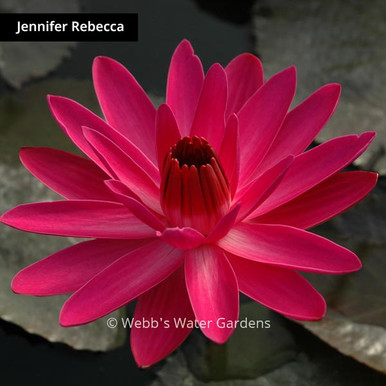 Jennifer Rebecca - Night Blooming Tropical Lilies (Bare Root)