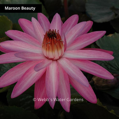 Maroon Beauty - Night Blooming Tropical Lilies (Bare Root)