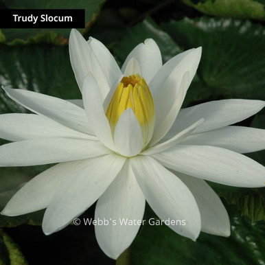 Trudy Slocum - Night Blooming Tropical Lilies (Bare Root)