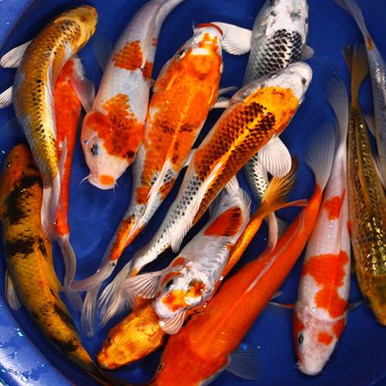 Standard Grade Koi 8-10 inches