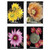 Cactus Flowers 2019 - Booklets of 100 stamps