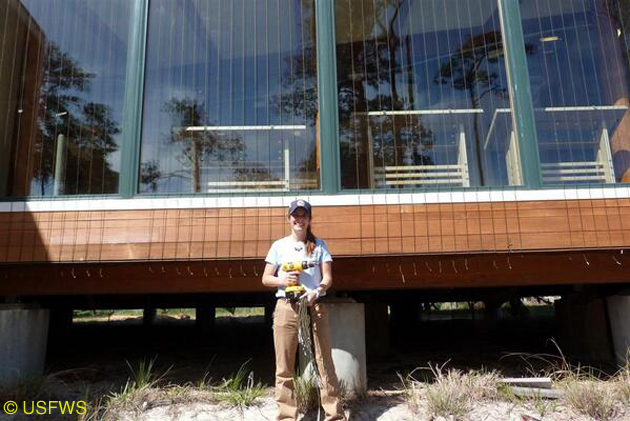 usfws-chincoteaguenwr.jpg