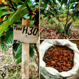 New Cacao Varieties:  A Positive Effect on The Socio-Economic and Environmental Impact