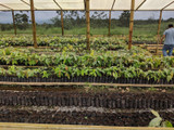 What Are Cacao Nurseries?