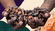 What Exactly Is Fine Aroma Cacao?