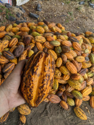 CocoaSupply donates Cocoa Husk to Stanford University Engineering Students for a Biochar Development Project