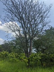 Cacao Project to Regenerate a Dry Forest in Guayas- Ecuador