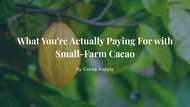 What You're Actually Paying For with Small-Farm Cacao