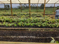 What Are Cacao Nurseries?