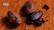 What Determines Cacao Quality?
