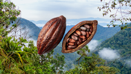 How Ecuador’s Climate Shapes Cacao 
