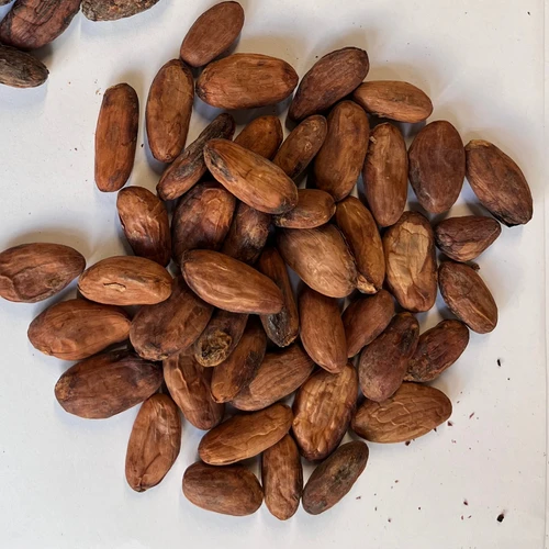 Lavado Guatemala cacao beans over white table