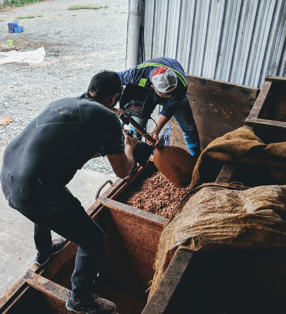 Farmers in cocoa fermenting box