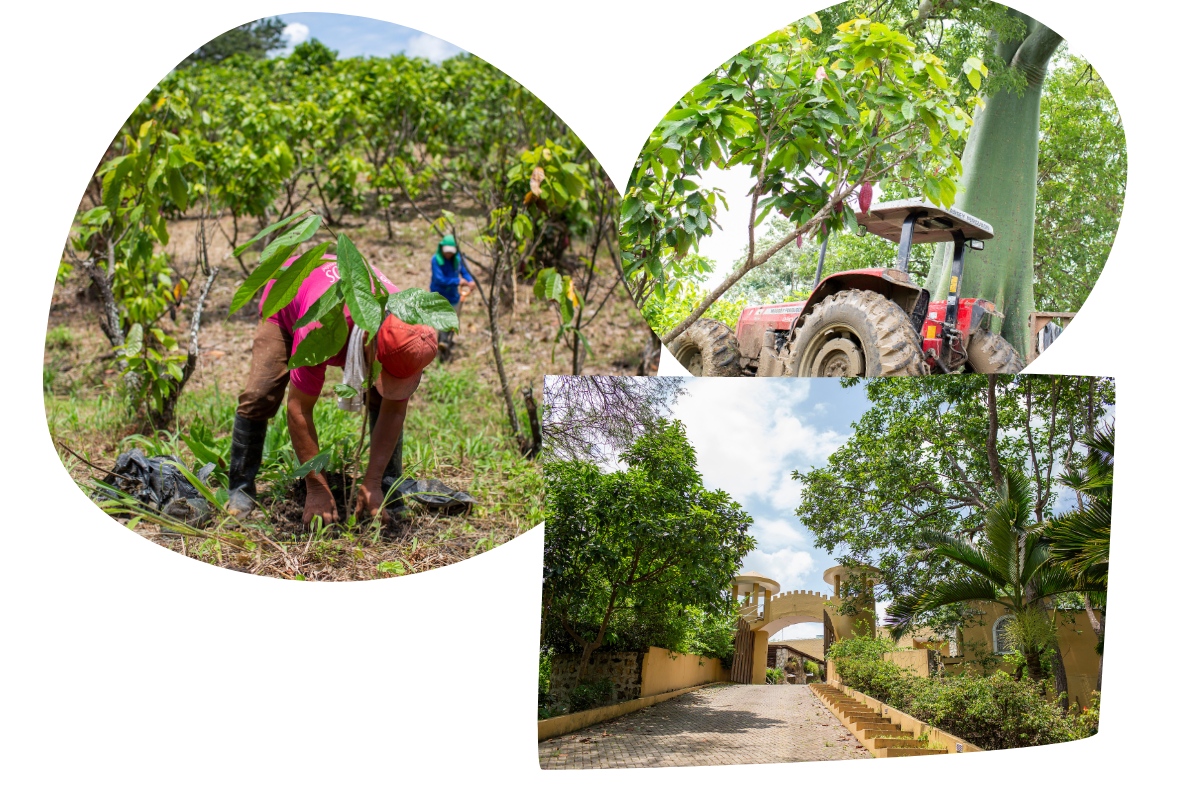hacienda-castillo-beans-descriptions-3-.png