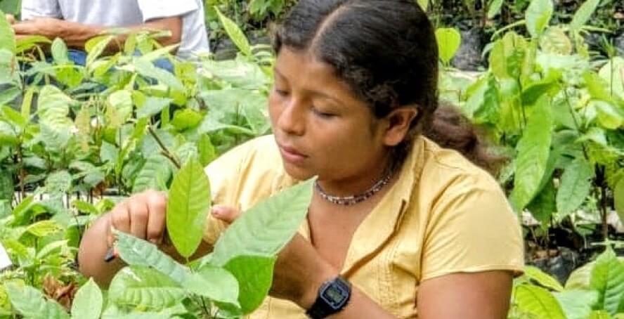 farmer women cutting a plant